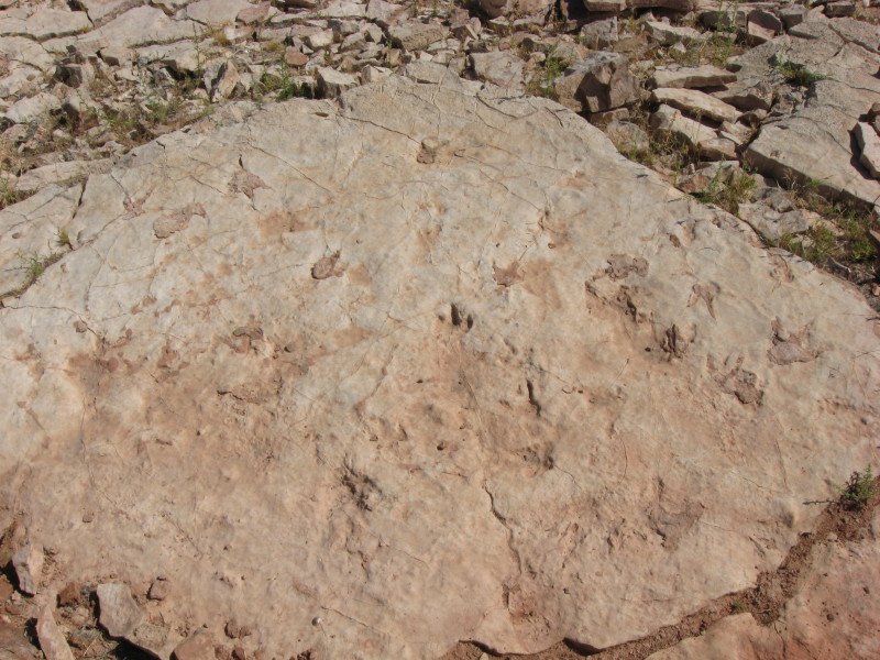 Scaled image img-0621.jpg 