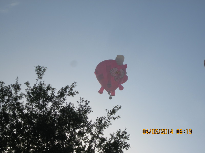 Scaled image 20140405-img-1151.jpg 