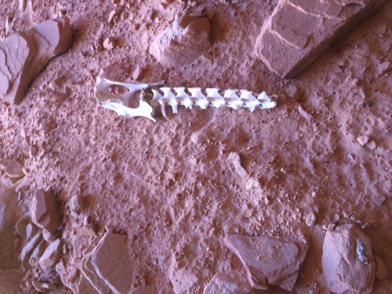 Scaled image img-1649.jpg 