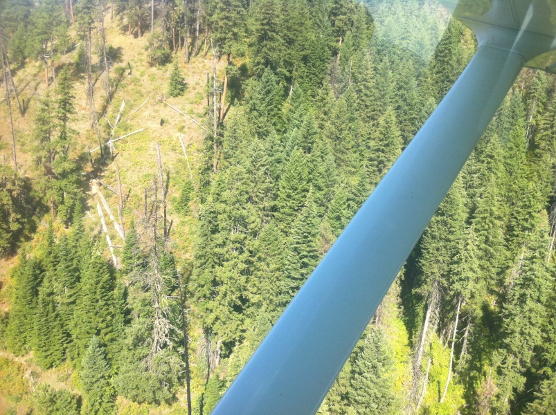 Scaled image Trees on the Selway River canyon wall.jpg 
