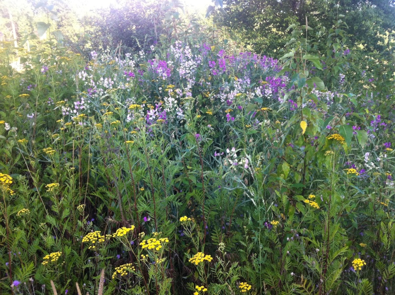 Scaled image Wildflowers along Sandpoint Creek.jpg 