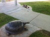 Thumbnail Tortoise in Sandpoint_ ID (while riding the SPOT bus around town) ___.jpg 