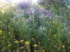 Thumbnail Wildflowers along Sandpoint Creek.jpg 